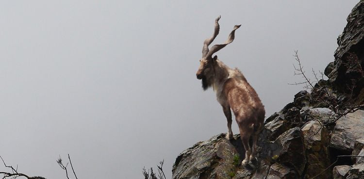 Three arrested for illegally hunting Markhor in Pishin