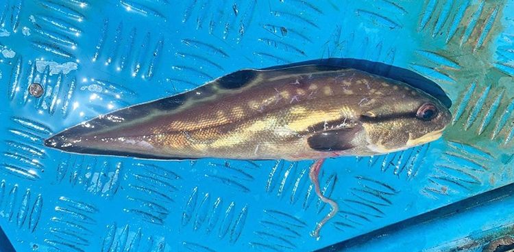 Rare fish spotted off Oman’s coast