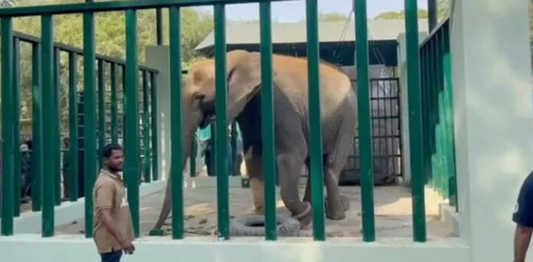 Karachi mayor orders investigation into sudden death of elephant Sonia