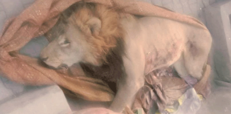 Watch: Lion on loose in streets of Lahore before being killed