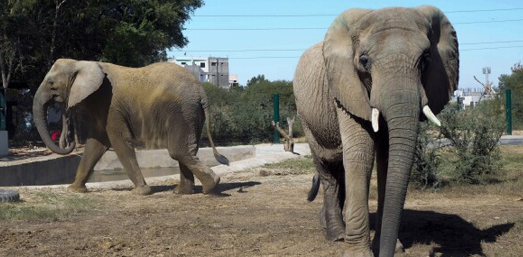 Elephant Sonia's cause of death revealed in autopsy report