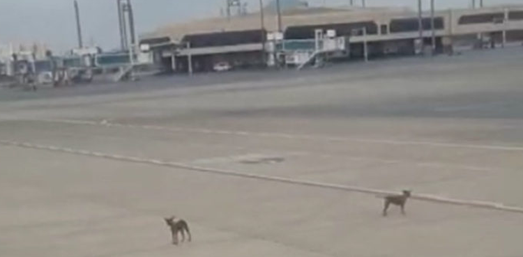 Stray dogs pose safety risks at Karachi airport
