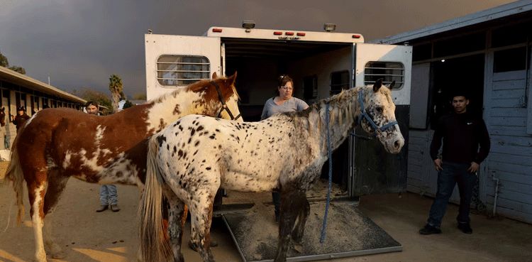 Animal rescuers care for LA fire evacuees - dogs, donkeys, horses