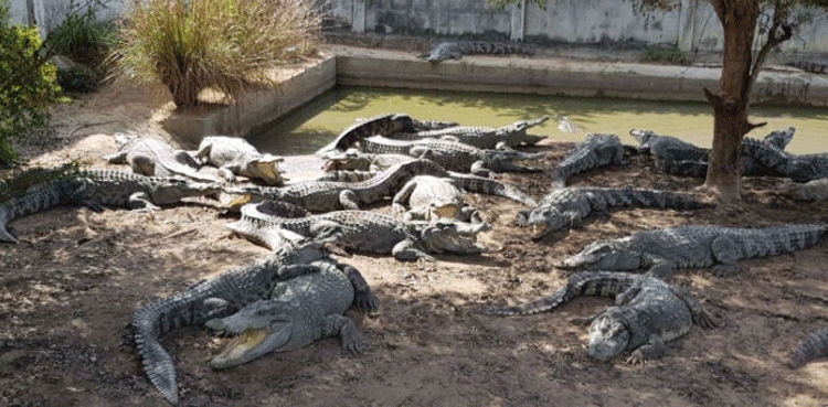 Crocodile farming begins in Pakistan
