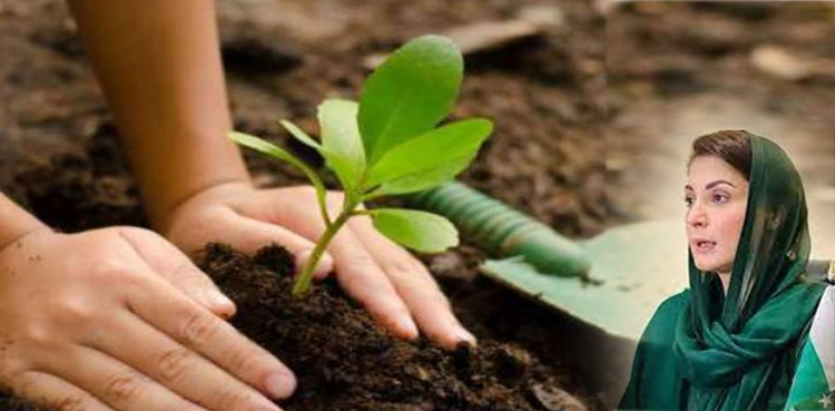 Green Pakistan Program: CM Punjab orders tree plantation on the Int’l Day of Forests