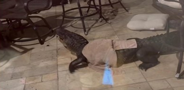 9-Foot Alligator Intrudes on Louisiana Couple, Prompting Dramatic Capture