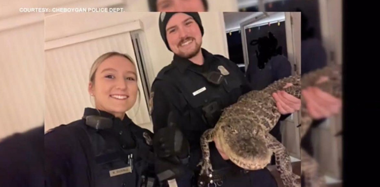 WATCH: Housekeeping finds alligator in empty motel room!