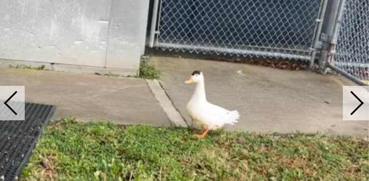 Duck apprehended after trespassing Georgia Jail