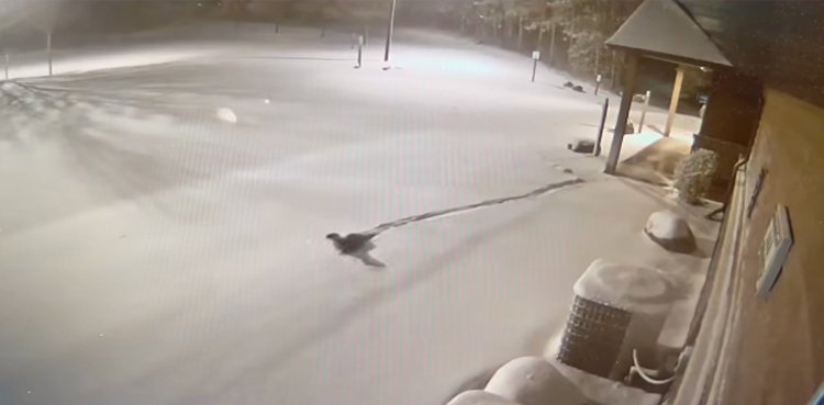 WATCH: Zoo otters escape amid snowstorm