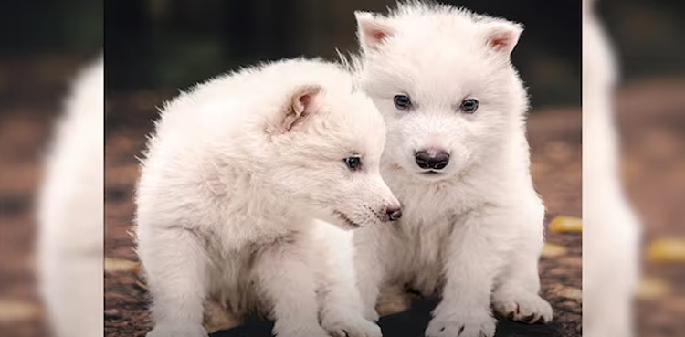 Colossal Biosciences revives extinct dire wolf through DNA technology