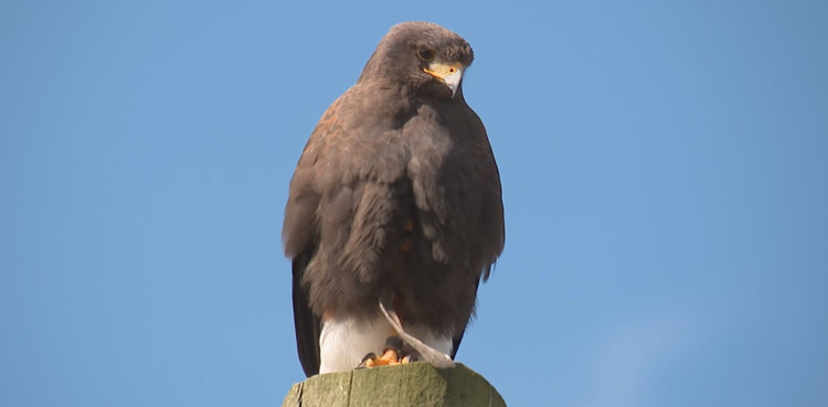 WATCH: Harris’ hawk terrorises village, caught by local resident