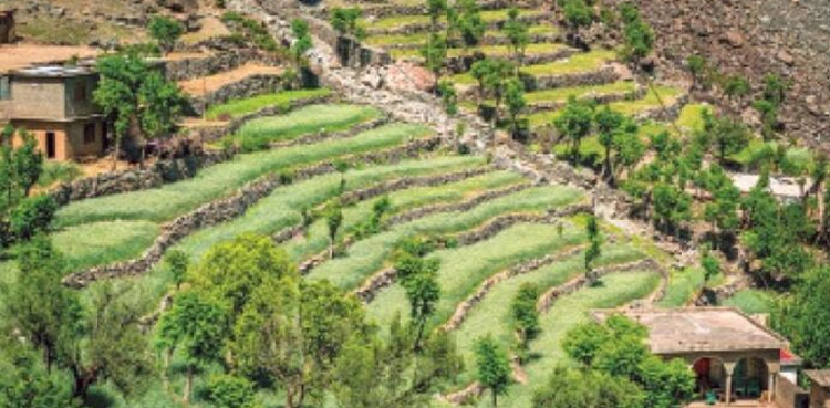KP to introduce policy development for mountain agriculture