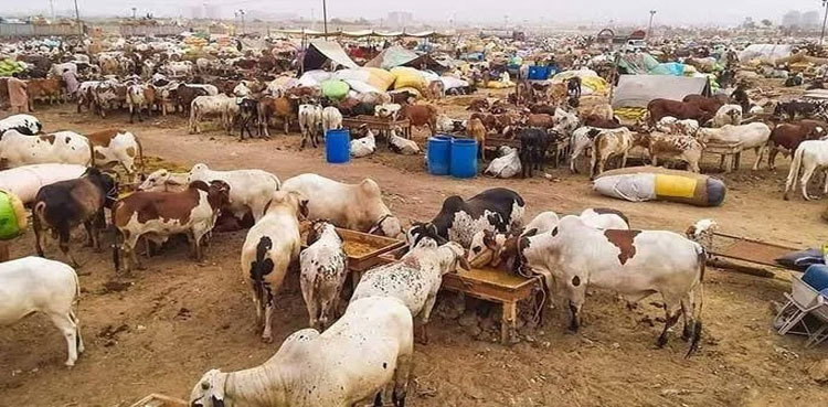 Eid ul Adha 2025 SOPs for sacrificial animals issued