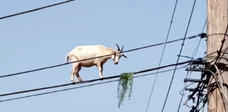 Viral video of balancing goat sparks AI debate
