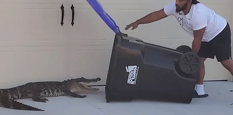 Man captures Alligator in trash can