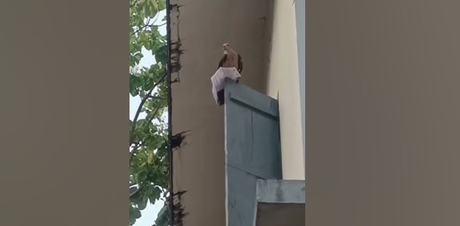 WATCH: Eagle snatches student's exam admit card