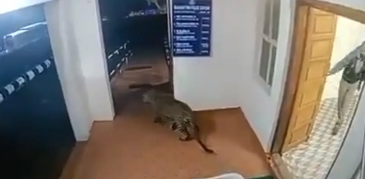VIDEO: Uninvited Leopard wanders into police station