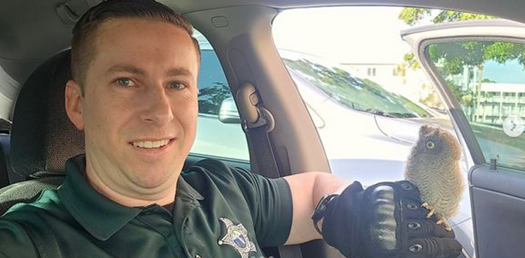 Baby screech owl rescued from parking Lot