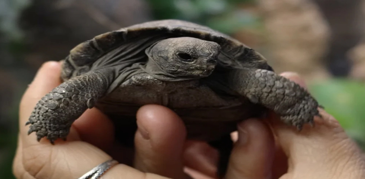 Galapagos tortoise hatchlings make historic debut at Zoo