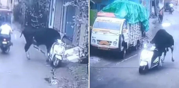 Bull takes scooter for a spin in viral video