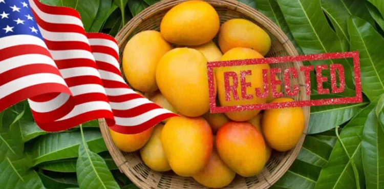 US rejects Indian mango shipments, exporters face $500,000 loss