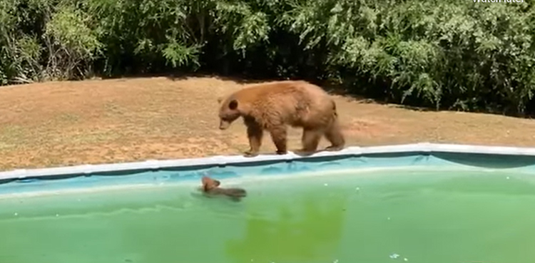 VIDEO: Mama bear, cubs enjoy a pool day in Monrovia
