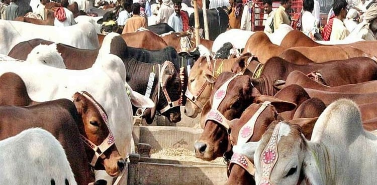 Eid ul Adha: Sacrifical animals' prices leave buyers stunned