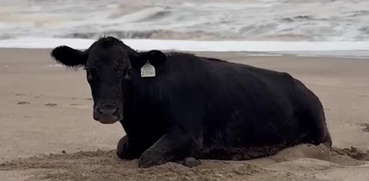 Cow survives 11-Mile floodwater journey to beach