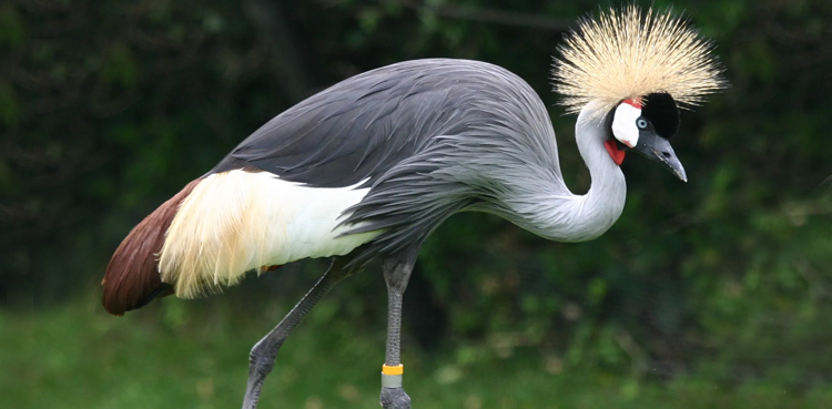 Issaquah launches urgent quest for escaped Crowned Crane