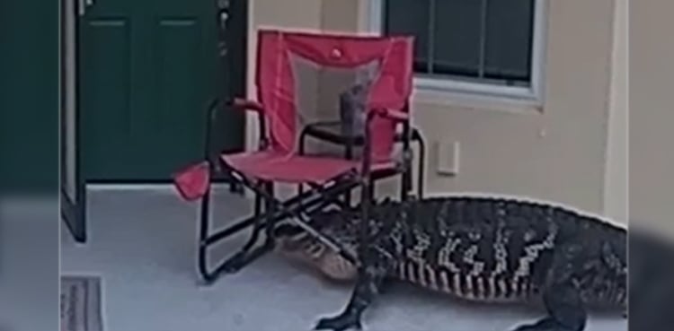 VIDEO: Alligator stuck in lawn chair on porch