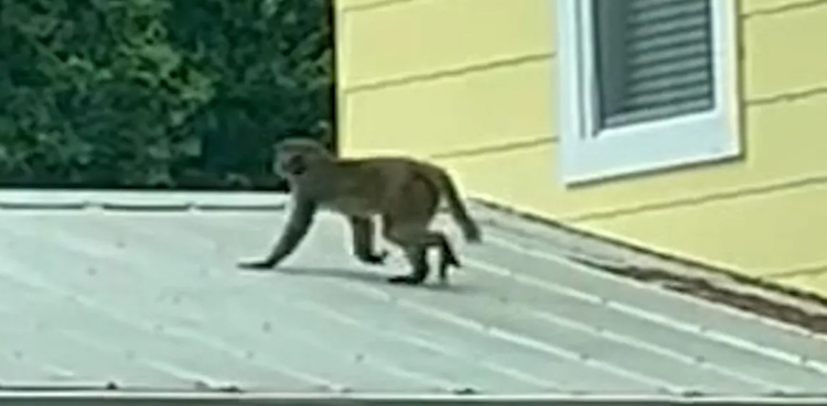 Monkey sightings reported in Florida