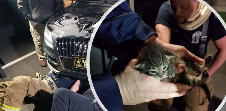 Tiny Kitten freed from car engine in California