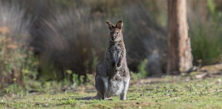 Mac the Wallaby outsmarts drone hunt at Zoo