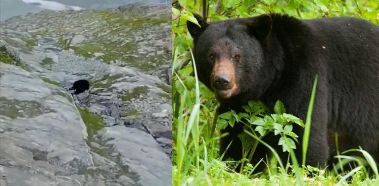 Musadik Malik orders swift action after video of black bear killing in GB go viral