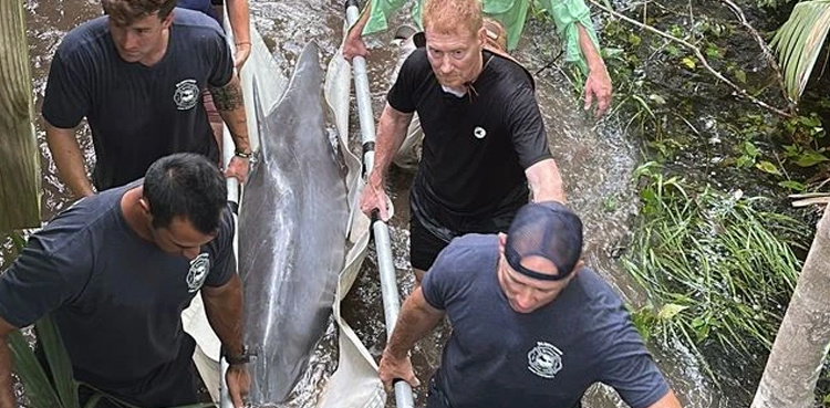 Dolphin rescued from Bluffton lagoon after heavy rains