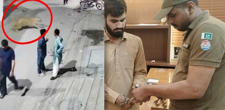 Lion owner arrested in Lahore after animal attack leaves 3 people injured