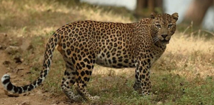 Leopard sighting sparks panic in Hyderabad, India