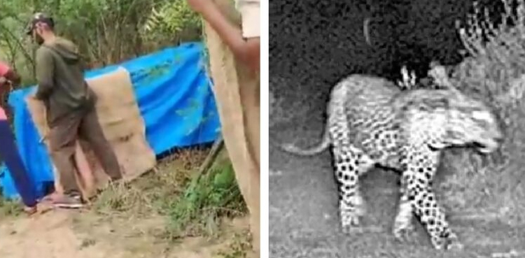 Leopard captured near Hyderabad, India after 20-day search