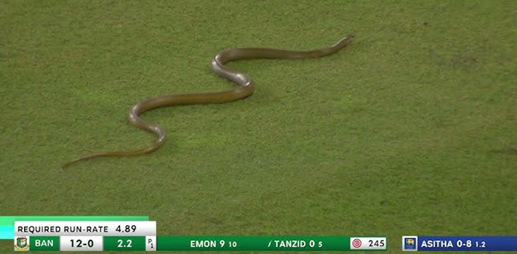 Watch: Snake invades ground during Sri Lanka Vs Bangladesh clash