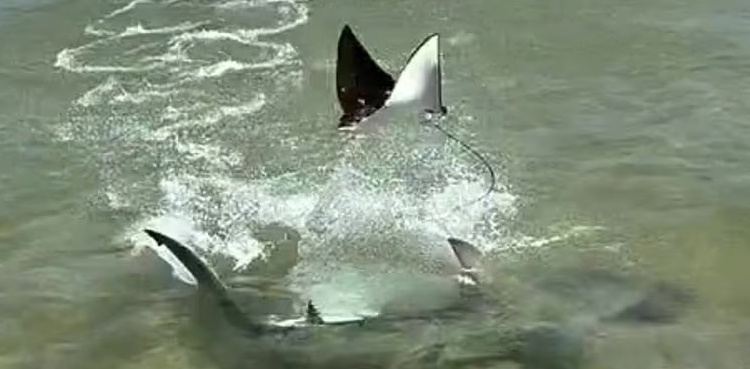 Ray Leaps to safety: Dramatic escape from Hammerhead Shark
