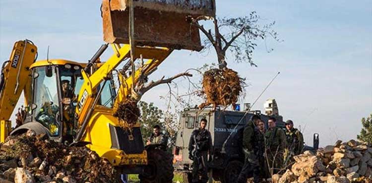 Israeli bulldozers uproot hundreds of trees in West Bank village