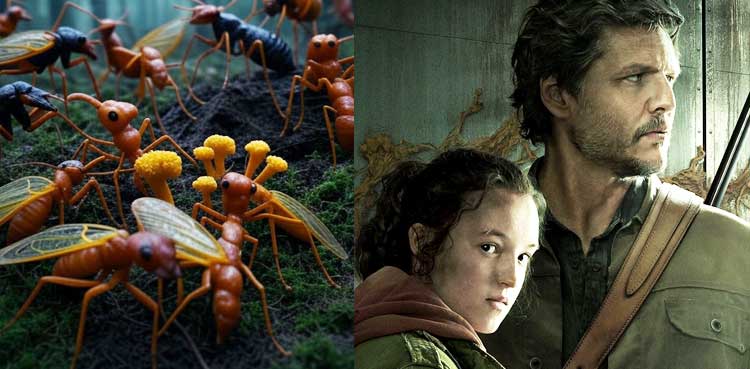 Zombie Fungi: Cordyceps and Ophiocordyceps Made Popular by 'The Last of Us'