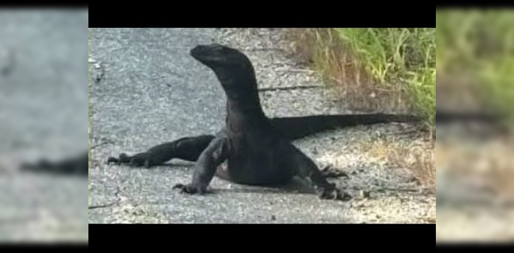 Goose, the runaway lizard, sparks search