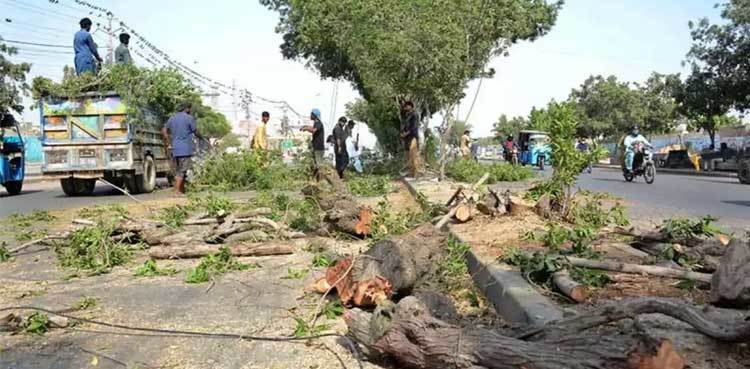 SHC seeks report on tree cutting along Sharea Faisal