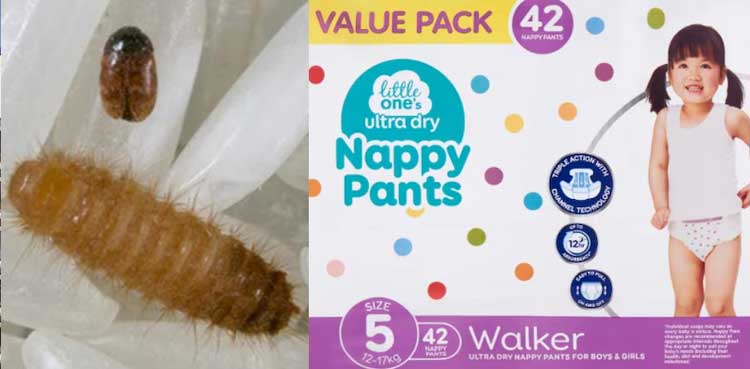 Beetle that threatens Australia's grains industry found in imported nappies