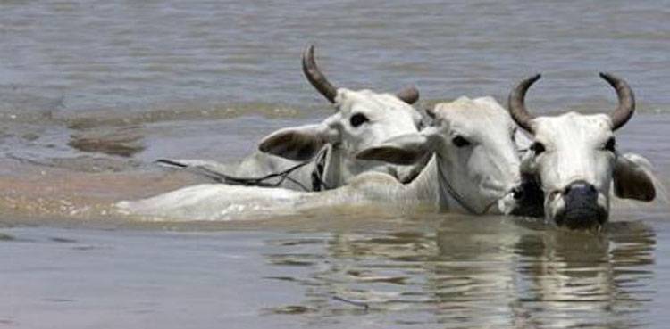 Buffaloes rescued from Chenab floods in Muzaffargarh