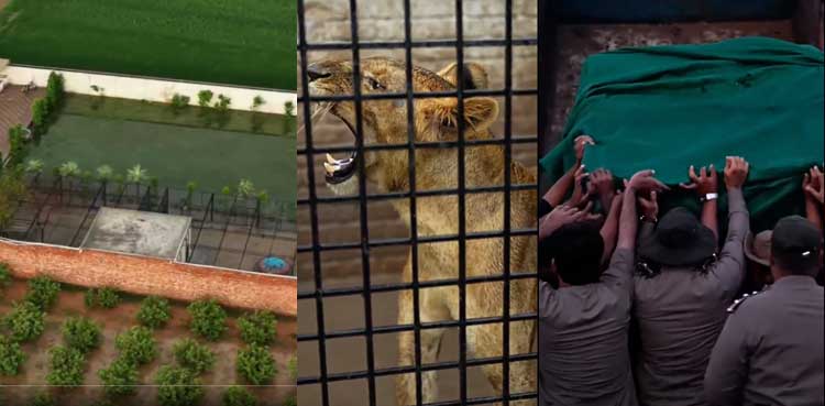 Watch: Six lions rescued from floodwaters near Ravi River