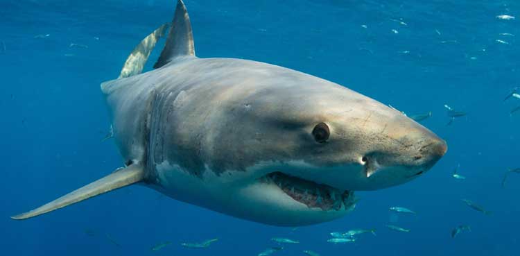 Surfer dies after shark bite at Sydney beach