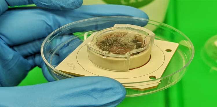 Scientists build computers using living brain-like cells