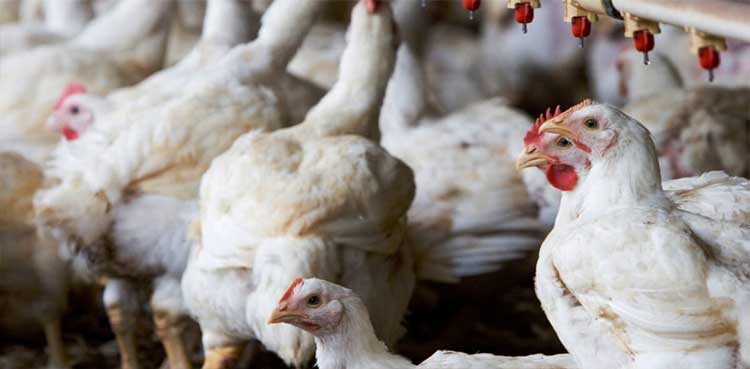 Police nab suspects supplying dead chickens to Karachi eateries and hotels
